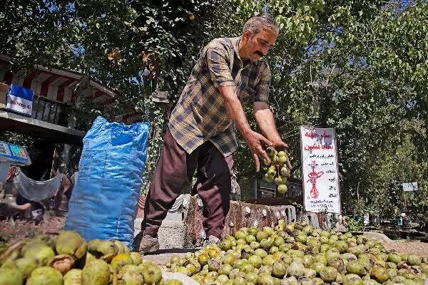 احمدپور: جنوب کرمان نیازمند تحول در برداشت و فرآوری گردو است احمدپور: جنوب کرمان نیازمند تحول در برداشت و فرآوری گردو است