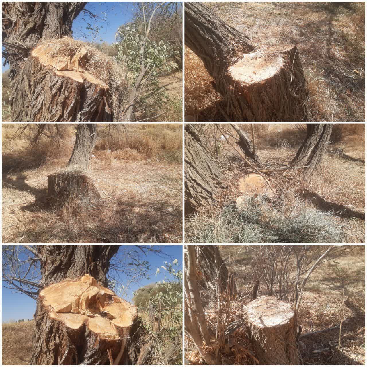 قطع درختان در روستای قهرآباد سقز بررسی شد