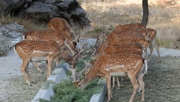 تصاویری زیبا از مرال در پارک ملی پابند