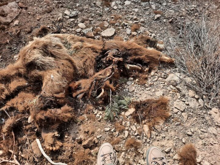 لاشه یک قلاده خرس قهوهای در سملقان کشف شد