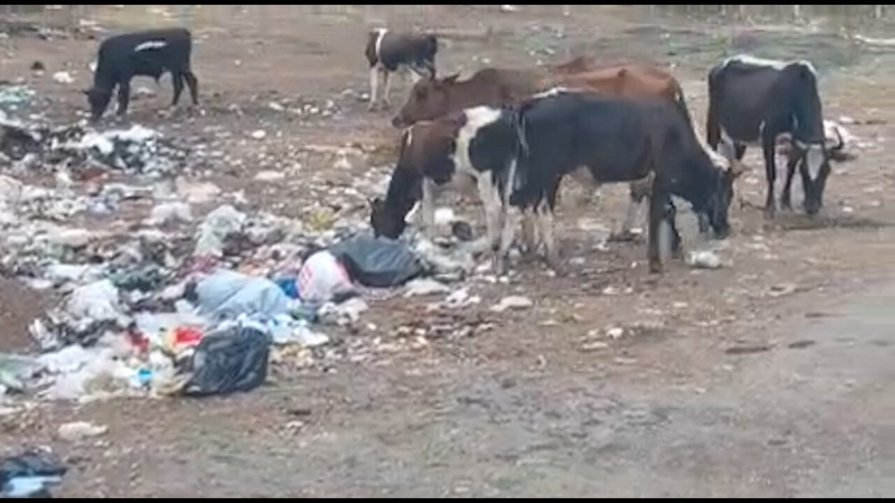 وحوش
