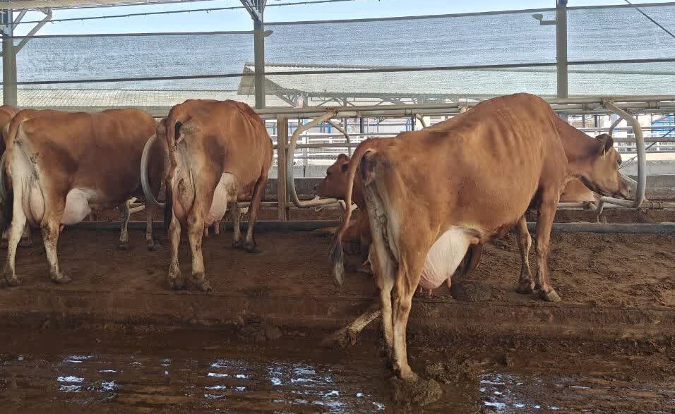 توقیف محموله ۱۰ میلیاردی دام قاچاق در کنگاور