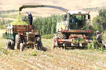 شکری:کشت قراردادی ذرت علوفه‌ای در ۱۴۰۰ هکتار از اراضی ایلام اجرا شد