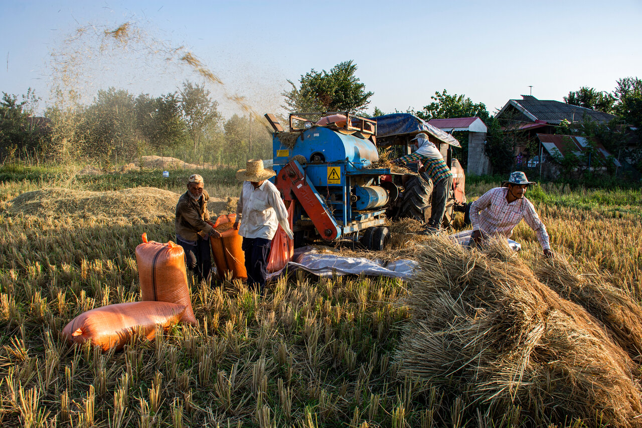 گیلان پیشتاز در مکانیزاسیون؛ تولید شلتوک برنج ۵ درصد افزایش یافت