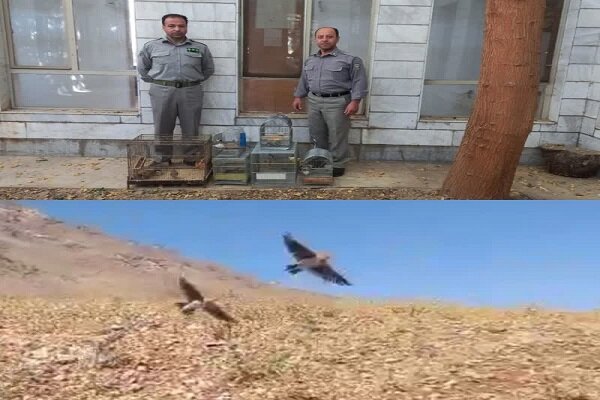 فروشندگان غیرمجاز پرندگان زینتی در بروجرد دستگیر شدند فروشندگان غیرمجاز پرندگان زینتی در بروجرد دستگیر شدند
