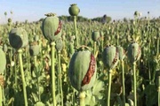 ذوالفقاری: کشت خشخاش آزاد نشده است