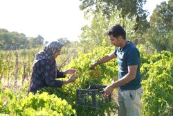 برداشت ۲۰۰ تن انگور یاقوتی از ۶۰ هکتار تاکستان‌های دره‌شهر