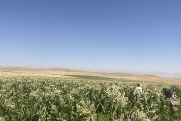کشت ذرت مکزیکی در بن در راستای تنوع‌بخشی به محصولات کشاورزی