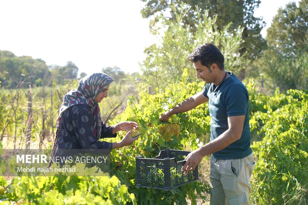 برداشت میوه انگور از تاکستان های شهرستان دنا