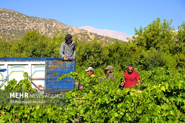 برداشت میوه انگور از تاکستان های شهرستان دنا