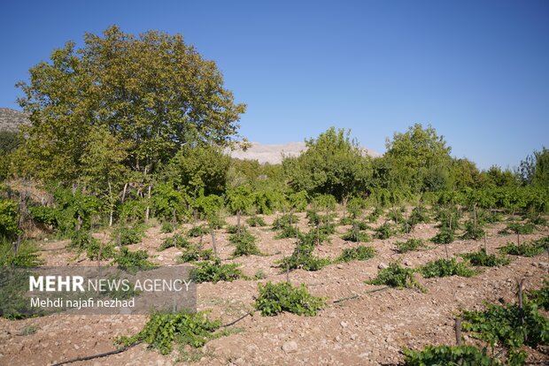 برداشت میوه انگور از تاکستان های شهرستان دنا