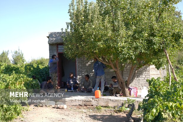 برداشت میوه انگور از تاکستان های شهرستان دنا