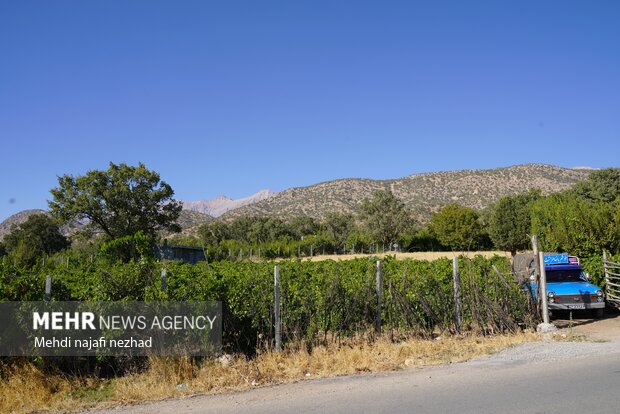 برداشت میوه انگور از تاکستان های شهرستان دنا