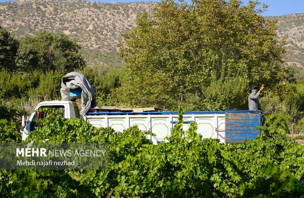 برداشت میوه انگور از تاکستان های شهرستان دنا