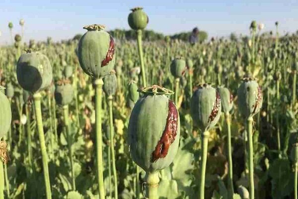 معمای خشخاش در ایران؛ افزایش مزارع غیرمجاز و چالش تأمین دارو
