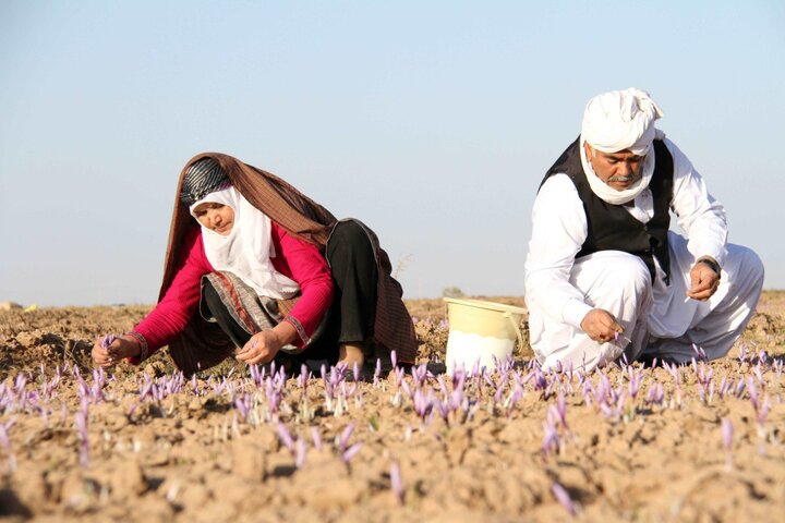 FAO, Mashhad University ink agreement on Iran saffron market