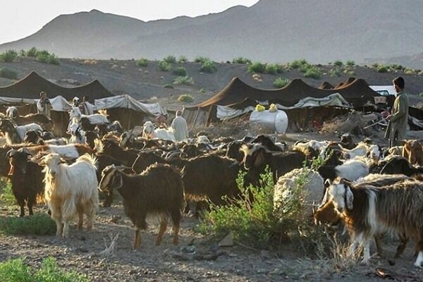 عشایر سیستان و بلوچستان، تولیدکننده یک‌چهارم گوشت قرمز استان