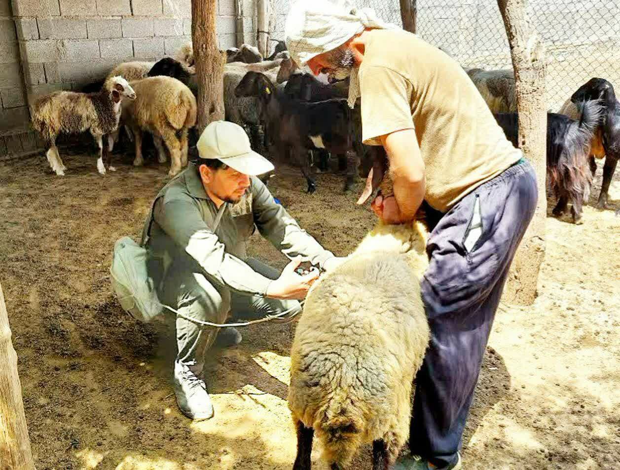 واکسیناسیون سراسری دام‌ها بر علیه بیماری تب برفکی در استان بوشهر