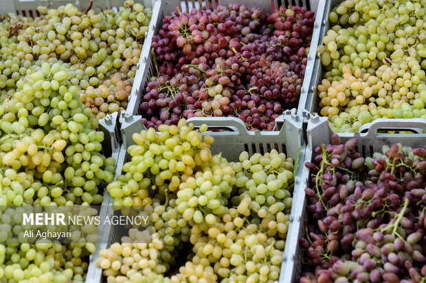 برداشت ۱۰۰ هزار تن انگور از تاکستانهای خراسان شمالی