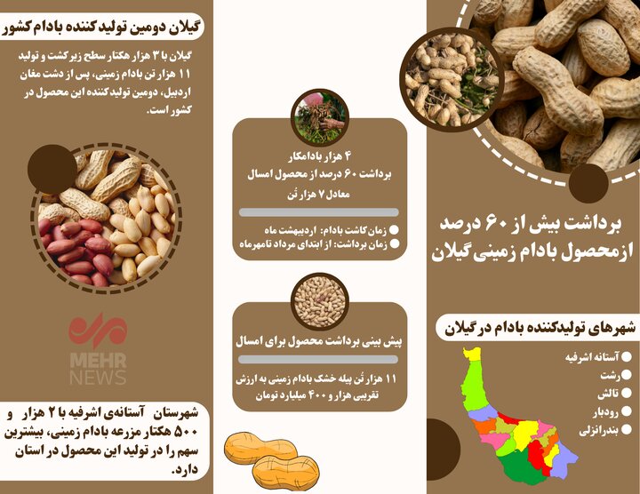 اینفوگرافیک| آخرین جزئیات برداشت بادام زمینی در گیلان