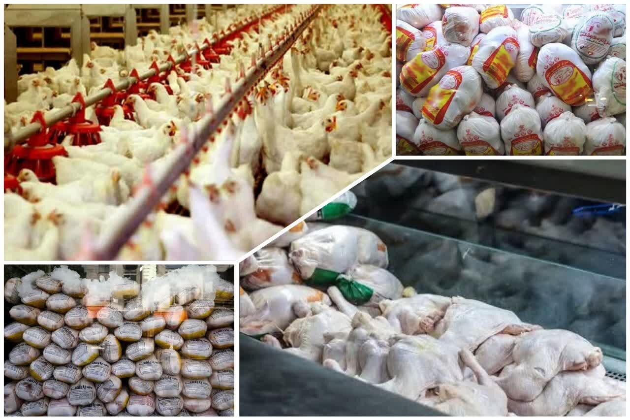 گرانی مرغ از مزرعه تا سفره؛ چرا هزینه تولید در گیلان بالا رفت؟ گرانی مرغ از مزرعه تا سفره؛ چرا هزینه تولید در گیلان بالا رفت؟