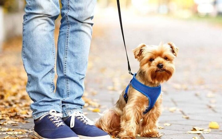 بازار میلیاردی نگهداری از حیوانات؛ از چکاپ تا هتل لوکس بازار میلیاردی نگهداری از حیوانات؛ از چکاپ تا هتل لوکس