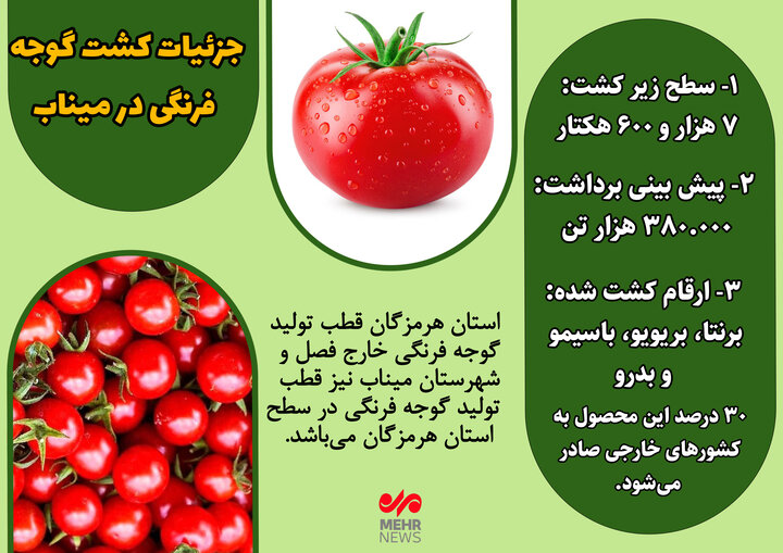اینفوگرافیک| جزئیات کشت گوجه فرنگی خارج از فصل در میناب