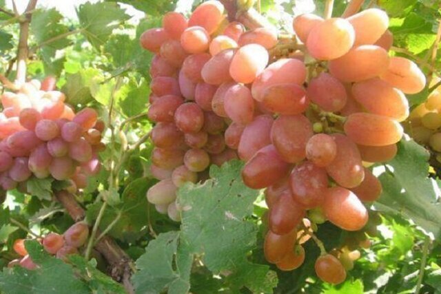 شاهرود 5 هزار هکتار تاکستان دارد