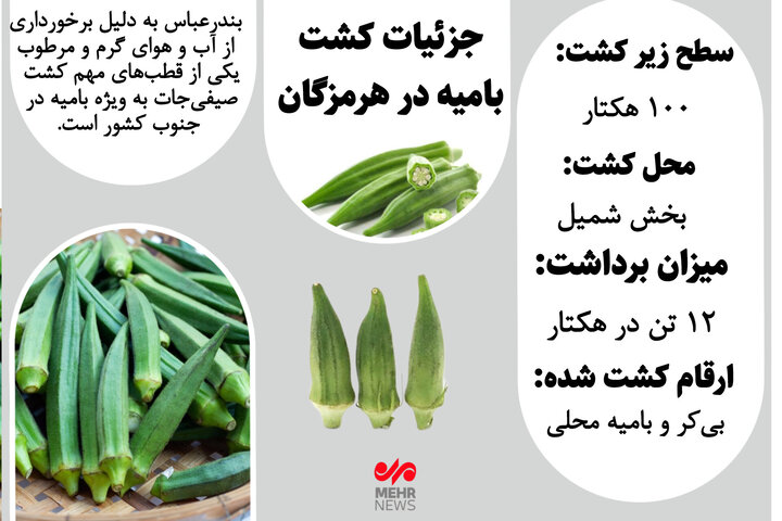 اینفوگرافیک| جزئیات کشت بامیه در بندرعباس