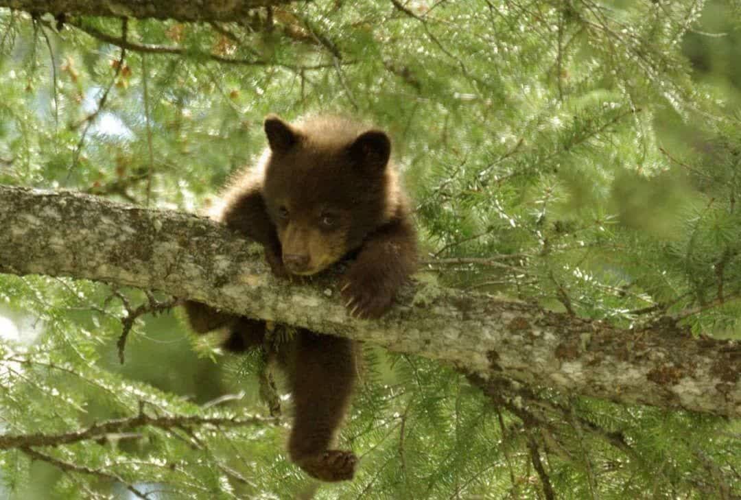 ثبت صحنه‌ای نادر از توله خرس در سیاهکل