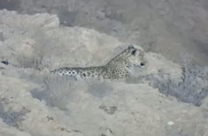 حضور پلنگ در ارتفاعات مشرف به شاهرود؛ مردم در جاده سلامتی احتیاط کنند