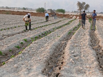 آغاز کشت تنباکو در یک هزار هکتار از اراضی کشاورزی شهرستان بندرلنگه