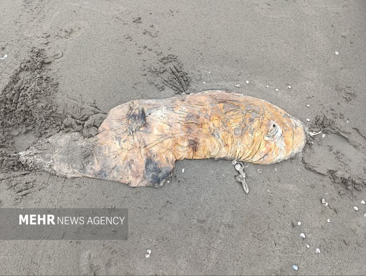 لاشه سه قلاده فک خزری در سواحل چمخاله کشف شد
