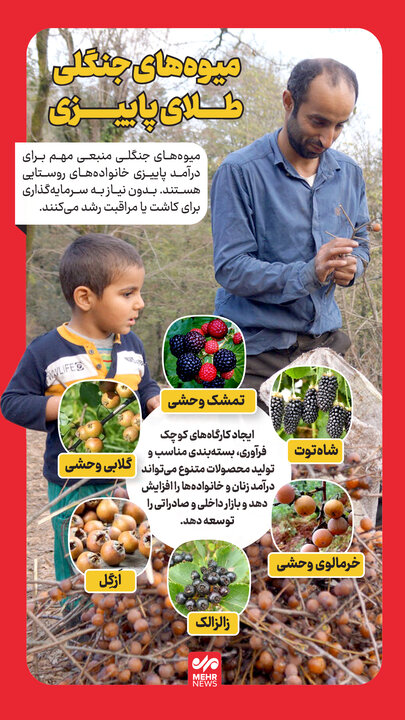 اینفوگرافیک| میوههای جنگلی طلای پاییزی