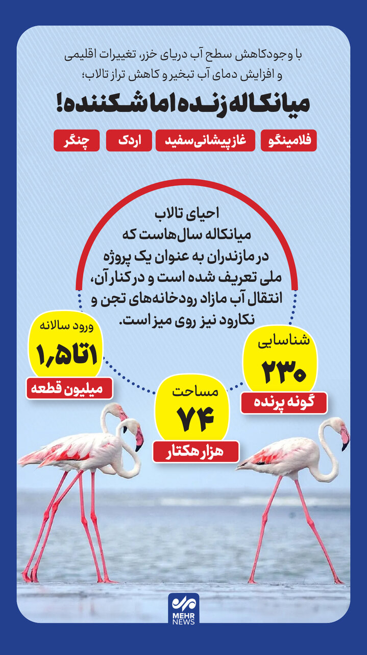 اینفوگرافیک| میانکاله زنده اما شکننده است