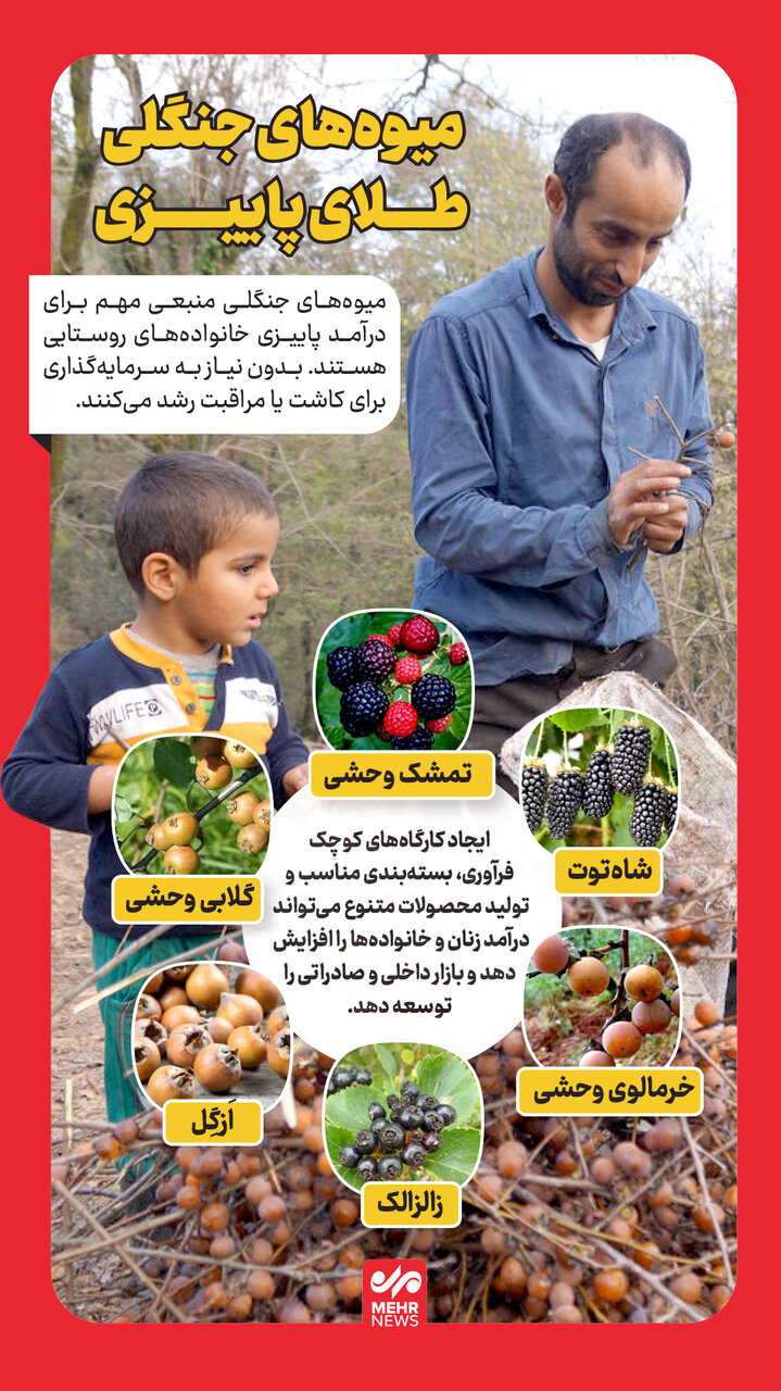 میوه های <a class='tagColor' href='/Tags/Archive/جنگل'>جنگل</a>ی؛ طلای پائیزی مازندران