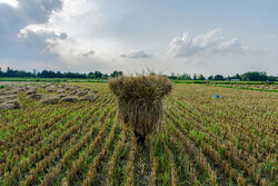 اجرای طرح جهش تولید در ۴۰۰۰ هکتار از شالیزارهای مازندران