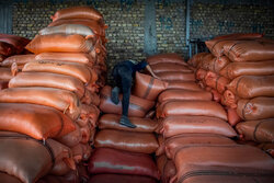 زمانی: ۲۷۰ تن برنج در استان زنجان  تامین و توزیع شد