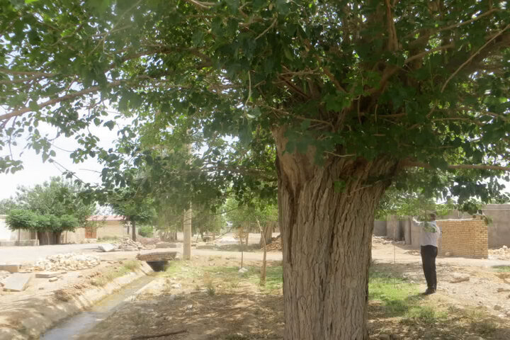 درخت توت کهنسال سرآسیاب نطنز در فهرست آثار ملی طبیعی ایران ثبت شد