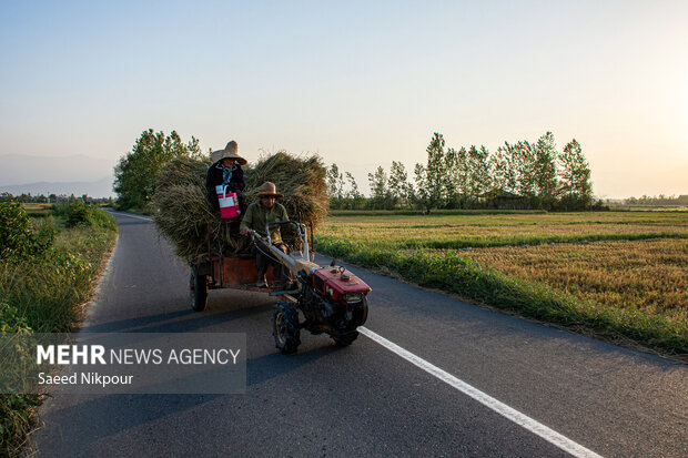 علوی: ۳۰ بانک نشا در ساری فعال است علوی: ۳۰ بانک نشا در ساری فعال است