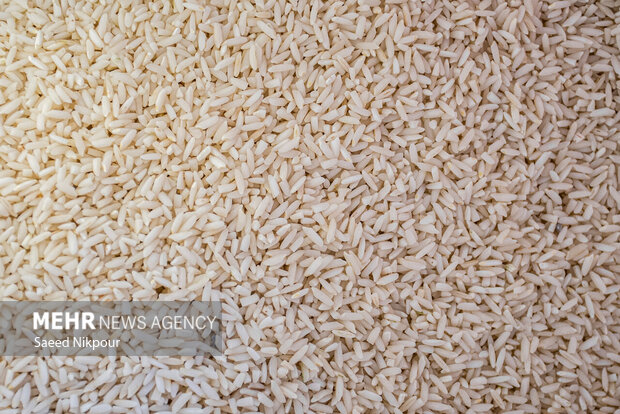 روایت فصل برداشت برنج در شالیزارهای گیلان