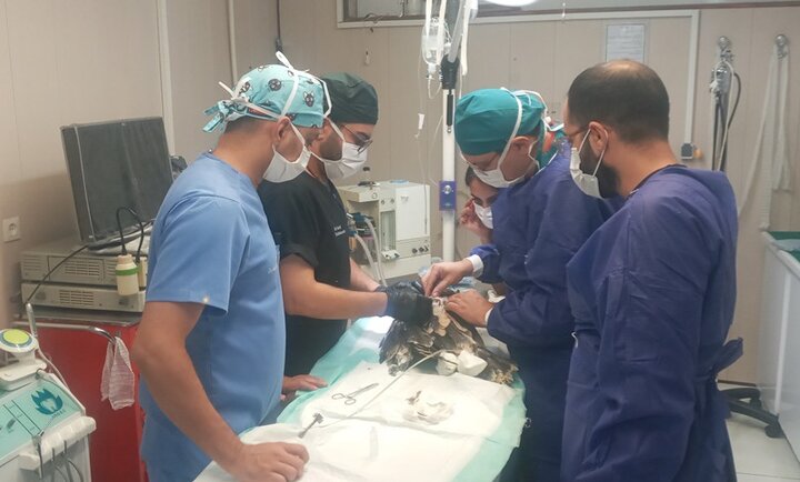 عقاب آسیب دیده در اصفهان جراحی شد