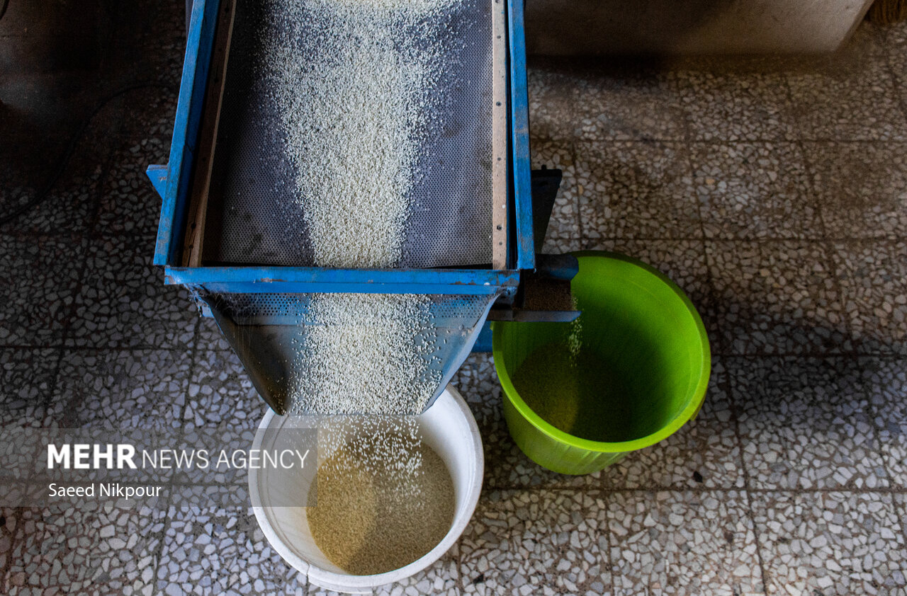 بازار برنج، قربانی منافع دلالان شده است