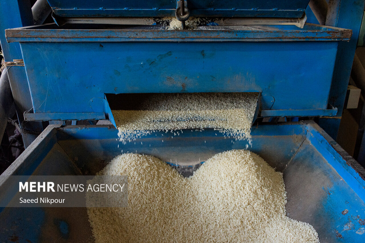 حسینی: ارقام جدید برنج کشور سازگار با تغییرات اقلیمی است حسینی: ارقام جدید برنج کشور سازگار با تغییرات اقلیمی است