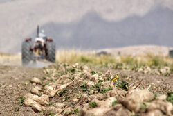 رشد ۲۰ برابری کشت پاییزه چغندرقند در کشور