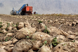 اینجا شِکَر می‌کارند!