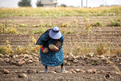 اجرای یکجاکِشتی در بیش از ۱۹ هزار هکتار از اراضی کشاورزی کرمانشاه