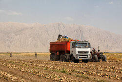 برداشت چغندر قند از ۱۴۰۰ هکتار اراضی کشاورزی استان قزوین آغاز شد