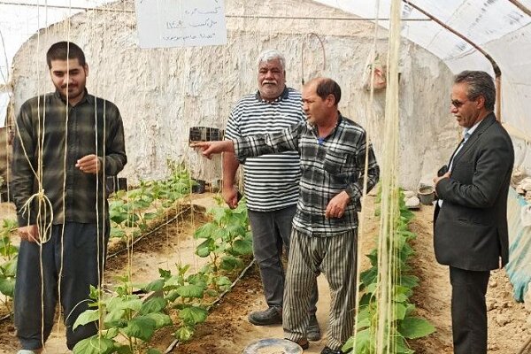 صفایی: فصل کشت گلخانهای هامون با پیشبینی تولید ۲۸۰۰ تن محصول آغاز شد