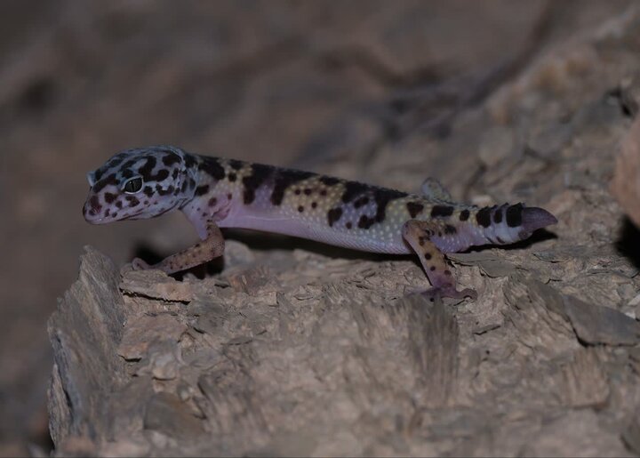 کشف گونه نادر «گکوی پلنگی ترکمنی» در ذخیرهگاه توران شاهرود